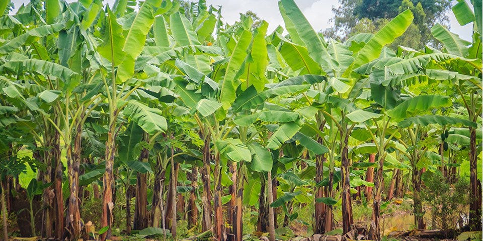 Premium Banana Powder Export